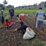 urupedia media urup blitar Keren! Pelajar NU Blitar Gelar Program JAHTERA Peroleh Apresiasi LAZISNU