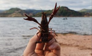 Warga Tulungagung Diringkus Polisi Usai Menyelundupkan Benih Lobster