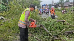 Pohon Tumbang Ganggu Jalan Utama Trenggalek-Tulungagung