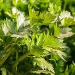 Dahsyat! Ini 5 Manfaat Daun Seledri yang Jarang Diketahui