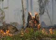 Ngeri! Lahan Hutan Seluas 26 Hektar di Kabupaten Barito Selatan Terbakar