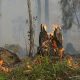 Ngeri ! Lahan Hutan Seluas 26 Hektar di Kabupaten Barito Selatan Terbakar
