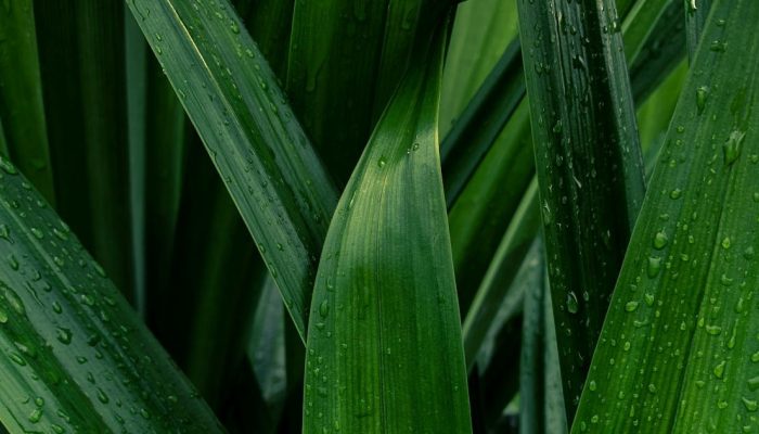 Tidak Hanya Sebagai Penyedap Masakan, Inilah Manfaat Daun Pandan Bagi Kesehatan