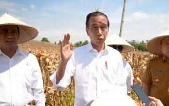 Usai Tinjau Panen Jagung, Presiden Dorong Peningkatan Produksi dan Kesejahteraan Petani