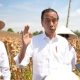 Usai Tinjau Panen Jagung, Presiden Dorong Peningkatan Produksi dan Kesejahteraan Petani