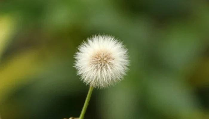 Dandelions