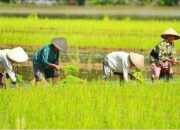 Tani Merdeka: Kepercayaan Publik 75,1 Persen Bukti Program Prabowo Berhasil