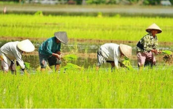 Tani Merdeka: Kepercayaan Publik 75,1 Persen Bukti Program Prabowo Berhasil