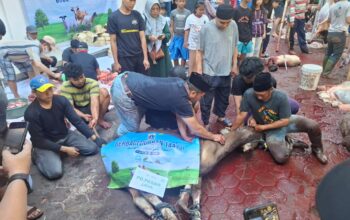 Merawat Jakarta dengan Kepedulian: Kolaborasi PW Matahari Pagi DKI Jakarta dan Dana Mustadhafin Salurkan Sapi Kurban Pasar Jaya